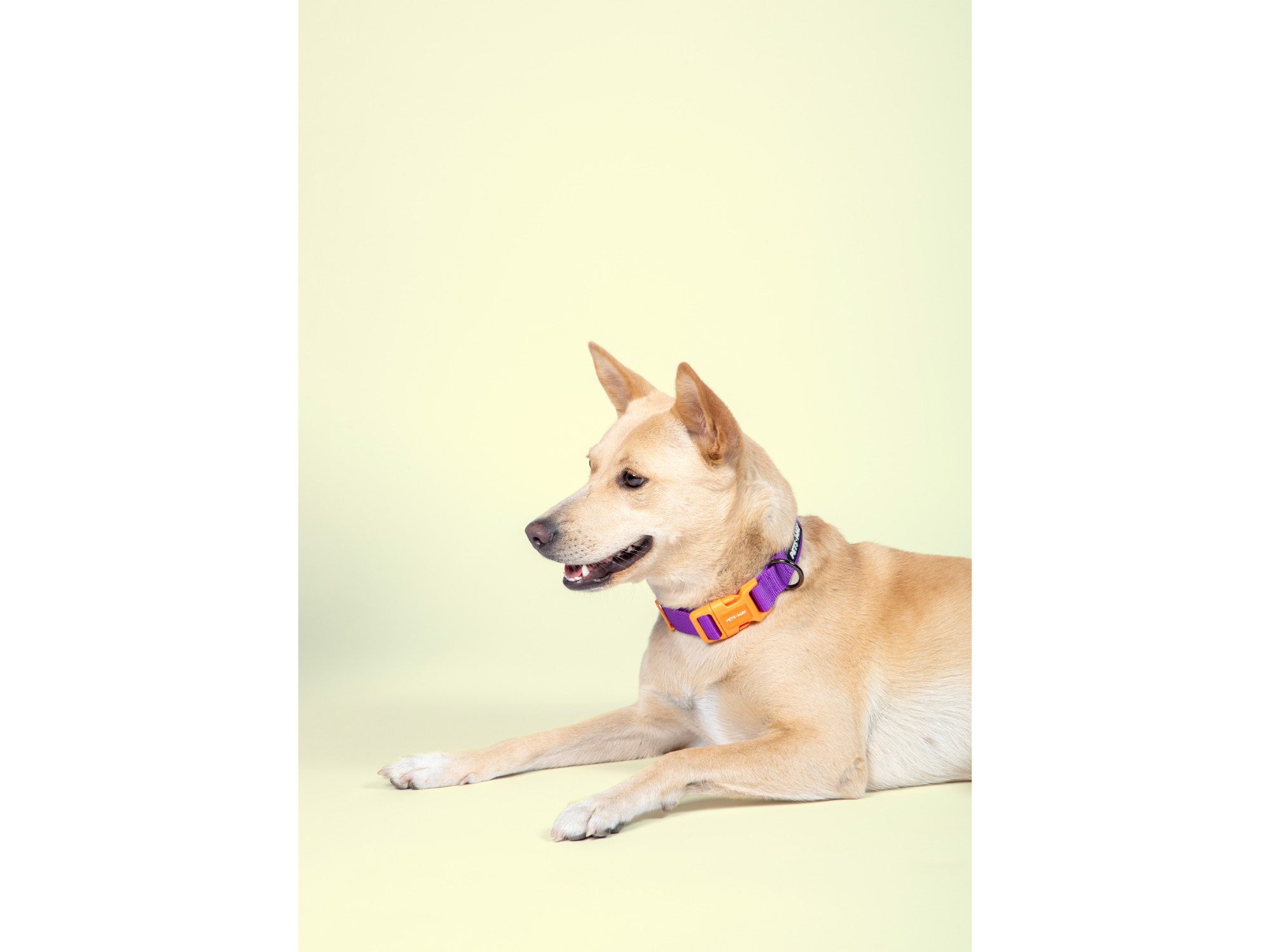 Pets Way Solid Dog Collar - Amethyst