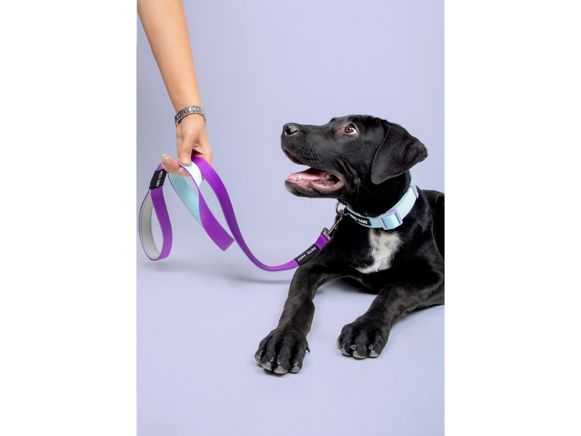 Pets Way Solid Dog Collar - Sky
