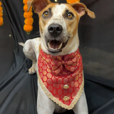 PawsIndia Traditional Royal Brocade Tuxedo For Pets - Red | Ethnic Festive Wear