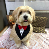 PawsIndia Black & White Tuxedo Bandana With Red Bow For Pets