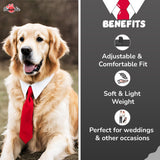 PawsIndia Posh Collar & Tie Set For Dogs