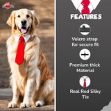 PawsIndia Posh Collar & Tie Set For Dogs