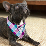 PawsIndia Colorful Pattern Tuxedo Bandana With Matching Bow For Pets