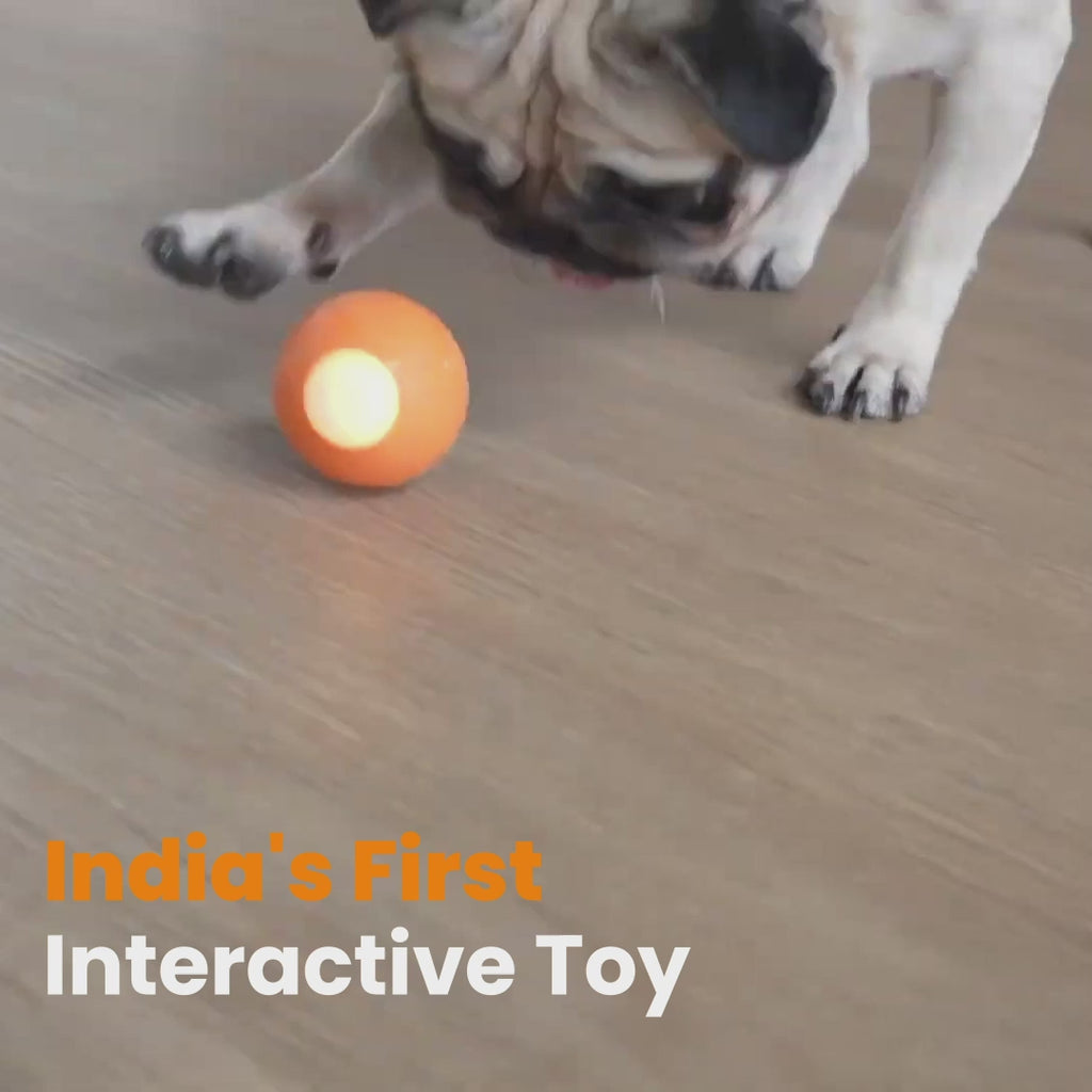 Smart Dog Ball Toy 