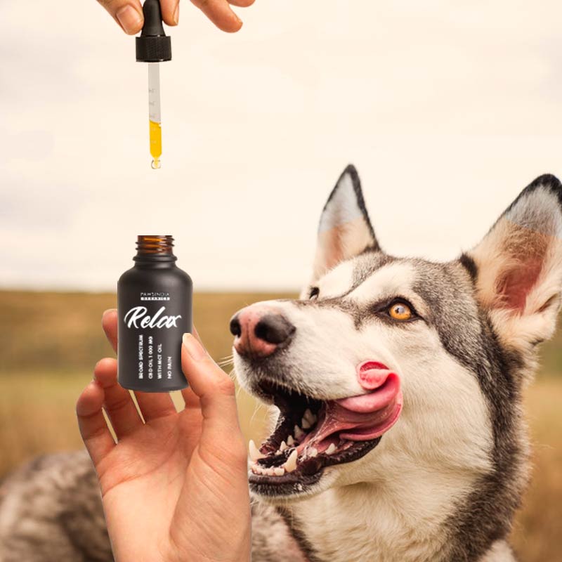 CBD oil for Dogs