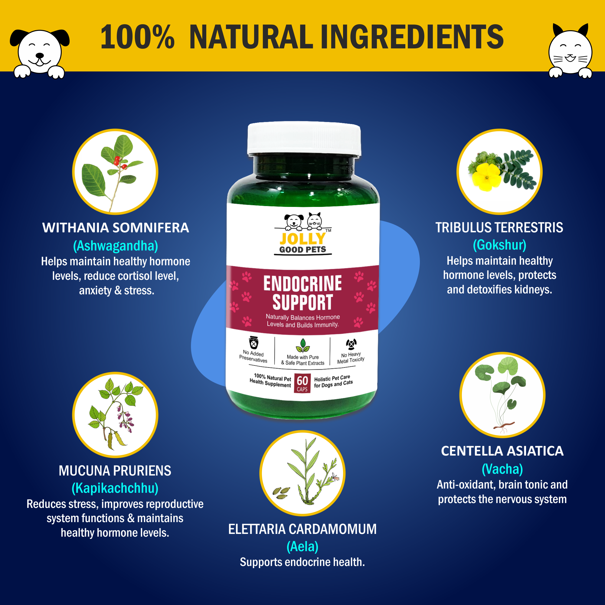 Jolly Good Pets Endocrine Support Supplements for Dogs & Cats I 60 Capsules