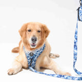 Wild Side No Pull Harness - Cool Camo