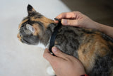 Cheerble Amusing Cat Collar