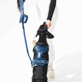 Bold Harness -Indigo Blue