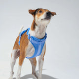 Bold Harness - Everest