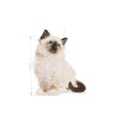 Royal Canin - Kitten Gravy Wet food