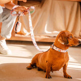 Comfort Collar – Raining Rainbows