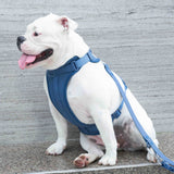 Bold Harness -Indigo Blue