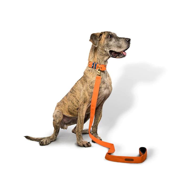 Orange Dog Belt Collar