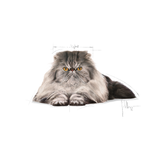 Royal Canin - Persian Adult Dry Cat Food
